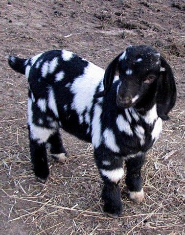 black goat pic|black and white spotted goats.